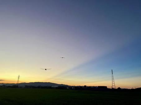トンボと夕焼け トンボと夕焼け トンボ,夕焼け,田舎の写真素材
