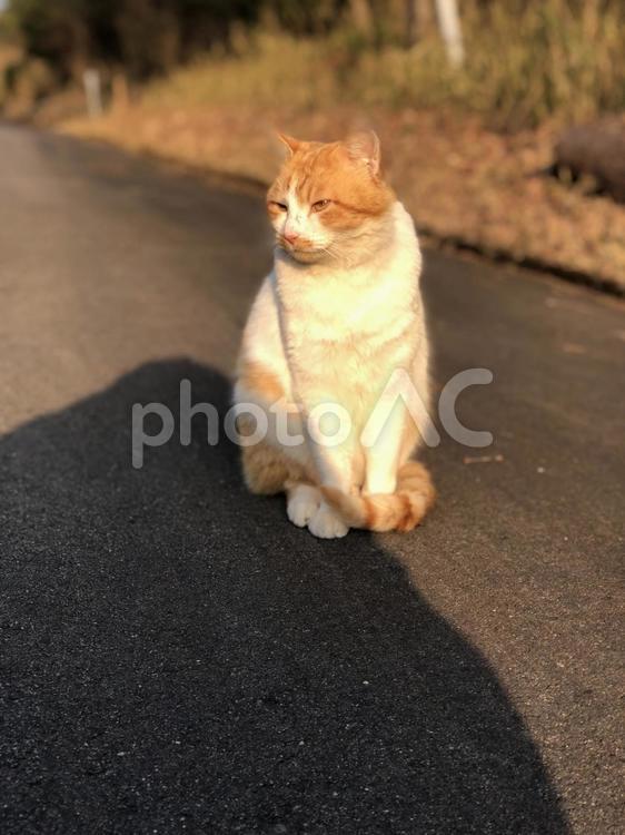 夕暮れ時にまったりくつろいでいる猫 ねこ,ネコ,寝るの写真素材