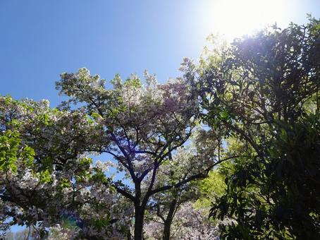 Photo, april, cherry blossoms, petal, 
