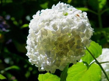 白紫陽花の写真