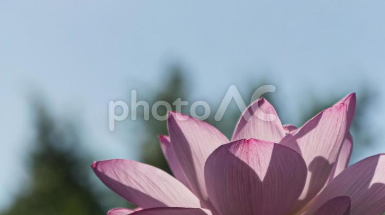 原市沼の古代蓮 蓮の花,空,ハスの写真素材