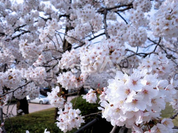 石川県■お花見■満開の桜（金沢市） 桜,満開,春の写真素材