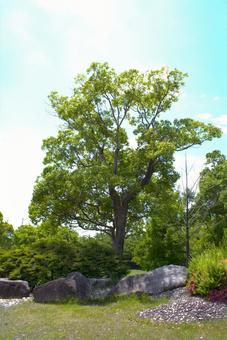 Photo, großer baum, gras, park, 