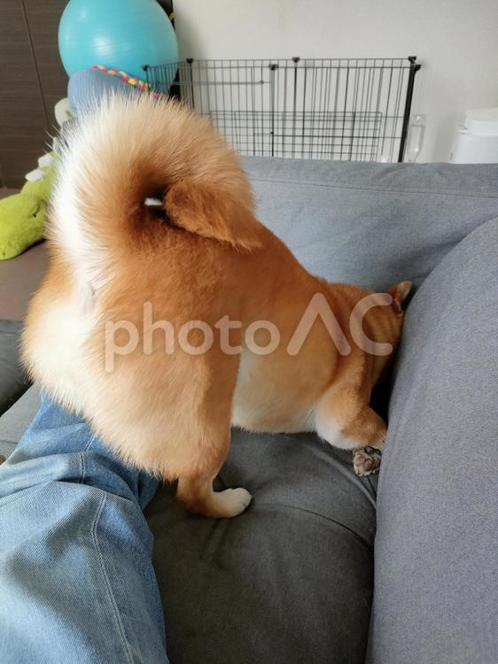 ソファのはしっこをクンクンする柴犬くるみ 犬,柴犬,シバの写真素材