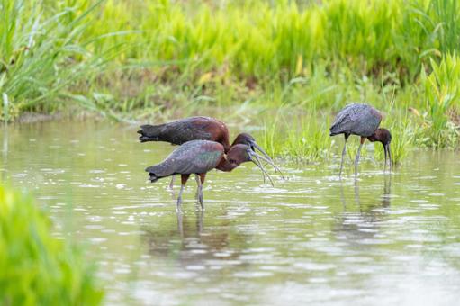 ブロンズトキ ブロンズトキ ブロンズトキ,鳥,野鳥の写真素材