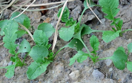 やっと生えそろった野菜 やっと生えそろった野菜 農業,仕事,植物の写真素材