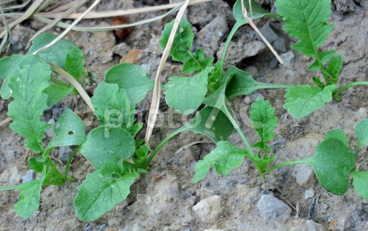 やっと生えそろった野菜 農業,仕事,植物の写真素材