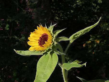 ひまわり ひまわりの写真