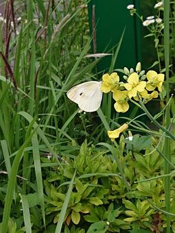 なの花とモンシロチョウ なの花とモンシロチョウの写真