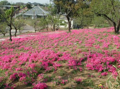 シバザクラ・芝桜　咲く風景 シバザクラ,花,５弁花の写真素材
