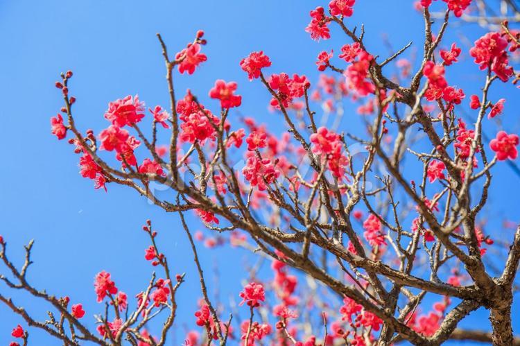 青空と梅の花 梅の木,梅の花,家の写真素材