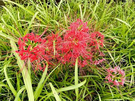 草むらの中のヒガンバナ 草むらの中のヒガンバナ 彼岸花,草むら,花の写真素材