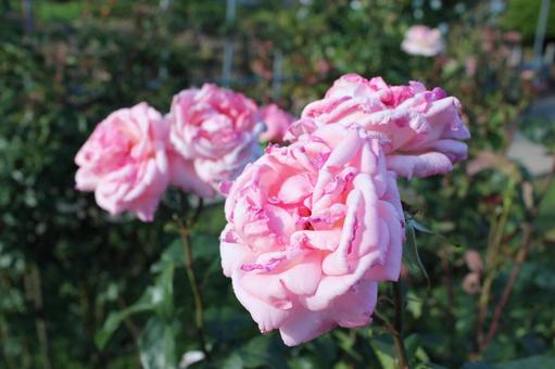 ばら291 バラ,rose,初夏の写真素材