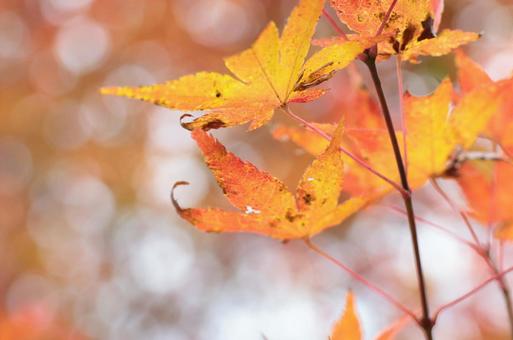 オレンジ色の紅葉 オレンジ色の紅葉の写真