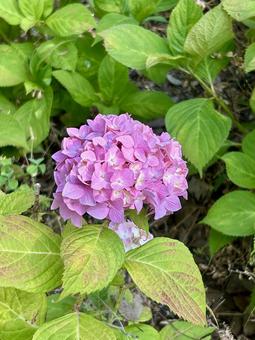 Pink hydrangea (hydrangea), JPG Pink hydrangea (hydrangea), JPG