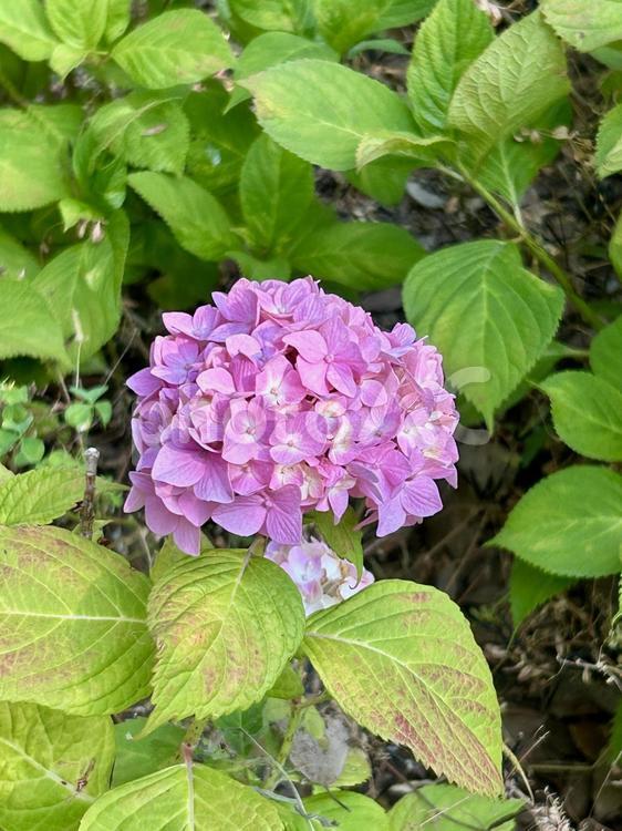 ピンク色のアジサイ（ハイドランジア） あじさい,アジサイ,紫陽花の写真素材