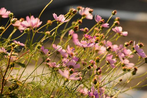 秋桜 花,コスモス,アキザクラの写真素材