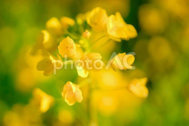 ＜五島の風景＞冬に咲いた季節外れの菜の花 花,菜の花,植物の写真素材