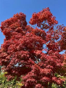 街路樹の紅葉02 木,樹木,街路樹の写真素材