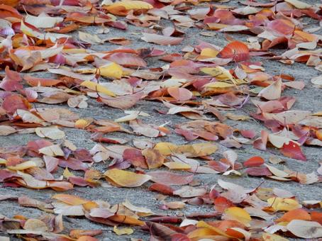 【風景写真】落ち葉の絨毯 落ち葉,葉っぱ,晩秋の写真素材