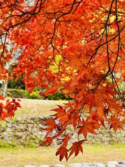 autumn leaves, JPG autumn leaves, JPG