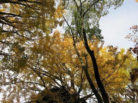 紅葉 紅葉の写真