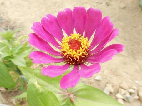 [Flower photo] Zinnia elegans, JPG