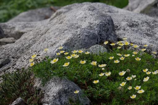 チングルマの花② チングルマの花②の写真