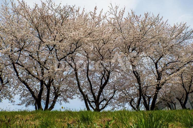 笊川堤防の桜⒄ 花,サクラ,さくらの写真素材