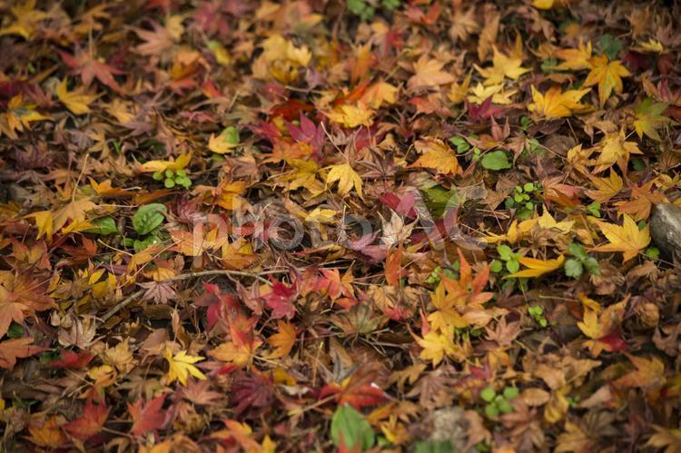 もみじの絨毯２ もみじ,落ち葉,落ち葉の絨毯の写真素材