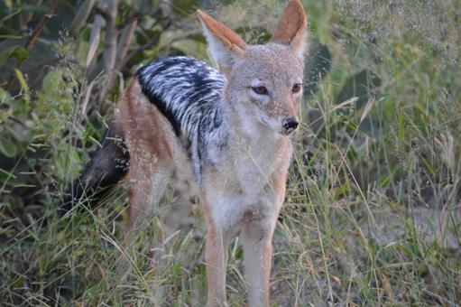 セグロジャッカル チョベのサファリ セグロジャッカル チョベのサファリ セグロジャッカル,ジャッカル,チョベの写真素材