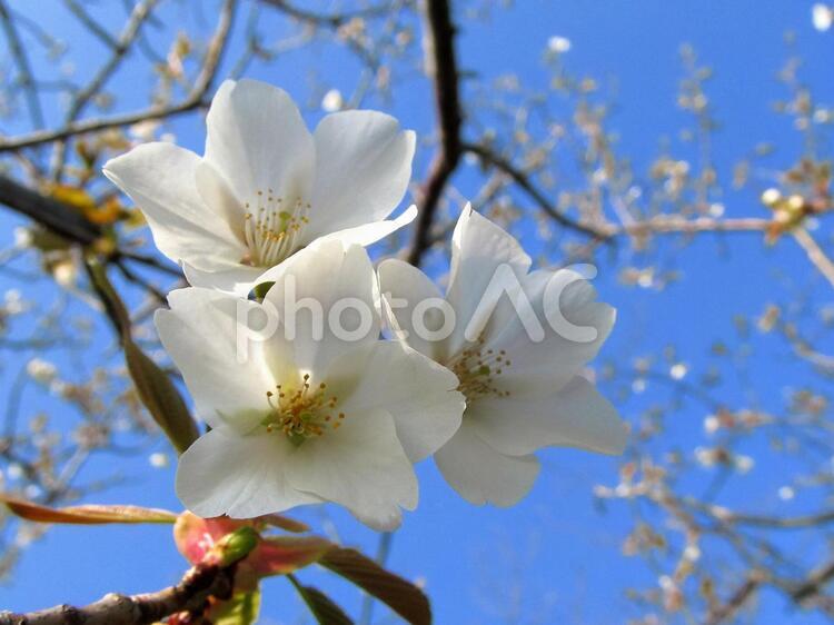 桜の花と青空 季節,春,桜の写真素材