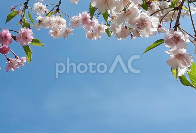 さくら　青空　背景 さくら,桜,サクラの写真素材