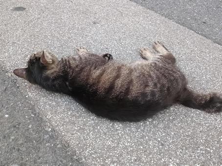 寝そべるネコ 寝そべるネコの写真
