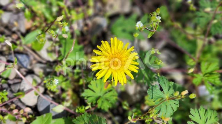 心を彩る、たんぽぽの鮮やかな一時 春,花,植物の写真素材
