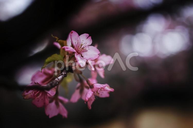 ＜五島の春＞夜明けの鬼岳樹木園の河津桜 桜,河津桜,春の写真素材
