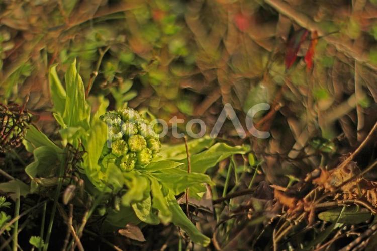 春の訪れ蕗の薹 蕗の薹,ふき,春の写真素材