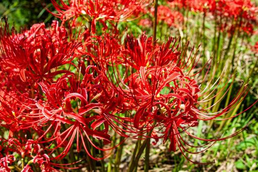 Red spider lilies in early autumn, JPG Red spider lilies in early autumn, JPG