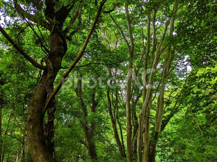 壁紙シリーズ　５月の森 木洩れ日,森,林道の写真素材