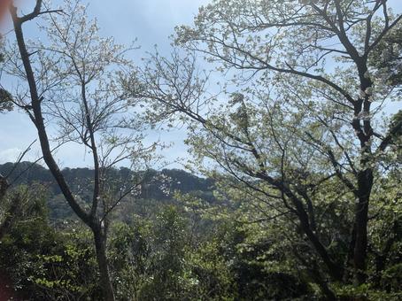 Spring scenery of cherry blossoms and fresh greenery in the mountains, JPG Spring scenery of cherry blossoms and fresh greenery in the mountains, JPG