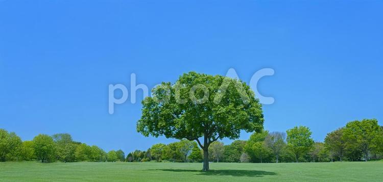 緑の木 木,公園,森の写真素材