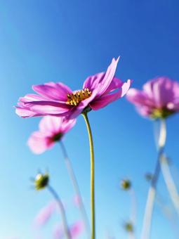 青空へと伸びるコスモス 空,コスモス,伸びるの写真素材