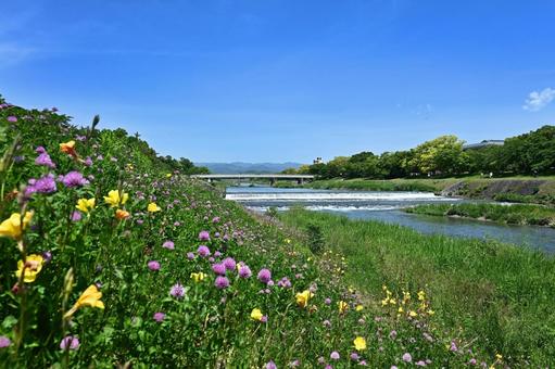 5月晴れ 野草の花咲く京都市鴨川の風景 5月晴れ 野草の花咲く京都市鴨川の風景 鴨川,荒神橋,京都市の写真素材