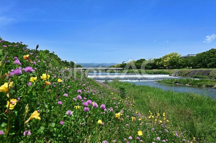 5月晴れ 野草の花咲く京都市鴨川の風景 鴨川,荒神橋,京都市の写真素材