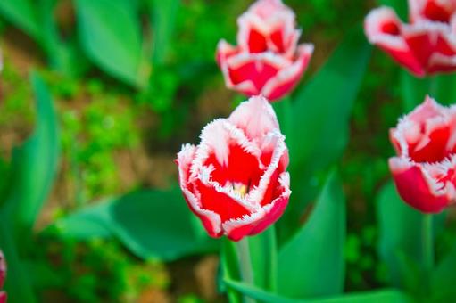 Red tulips, JPG Red tulips, JPG