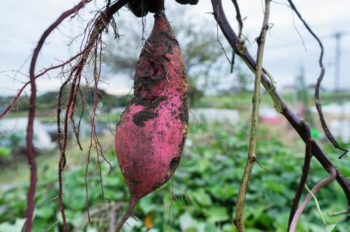 畑から掘り上げたさつまいも さつまいも,イモ,食物の写真素材