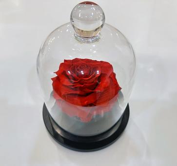 薔薇 薔薇の写真
