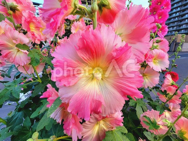 タチアオイの花　ピンク　クローズアップ タイアオイ,ピンク,花の写真素材