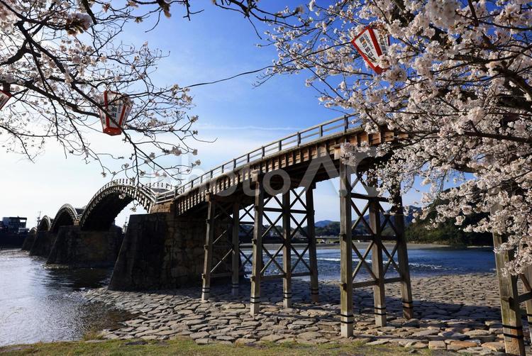 岩国　錦帯橋の桜 錦帯橋,桜,さくらの写真素材