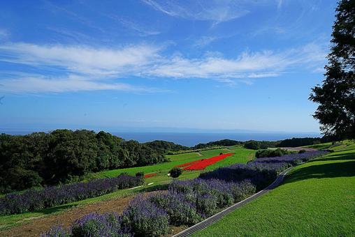 淡路島 あわじ花さじき51 サルビア 淡路島 あわじ花さじき51 サルビア 兵庫県,あわじ花さじき,サルビアの写真素材